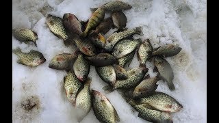 Crappie Bluegill and Perch Ice Fishing  2018 Foxburg Ice Fishing Tournament  Kahle Lake [upl. by Aniuqaoj]