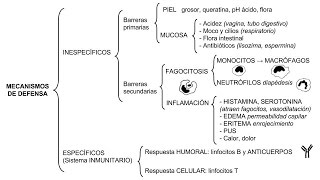 Inmunología 01  Mecanismos de defensa inespecíficos y específicos [upl. by Adriel]