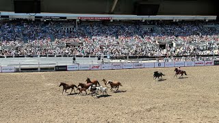 Highlights from Calgary Stampede 1st Rodeo Show [upl. by Coe]