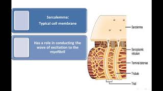 2 Muscular tissue Myofilaments  types of skeletal muscle fibers [upl. by Sallyanne]