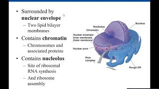 Chapter 4 Eukaryotic Cells [upl. by Hodess]