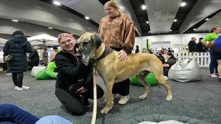 Great Dane Lovers Inc at the Dog Lovers Show Melbourne Victoria Australia 2022 [upl. by Trevor]