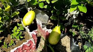 harvesting marcotted lemon youtube newvideo nature [upl. by Hamehseer829]