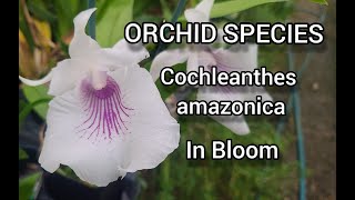 Orchid Cochleanthes amazonica Species Orchid Focus Care and Cultivation in Bloom [upl. by Katti108]