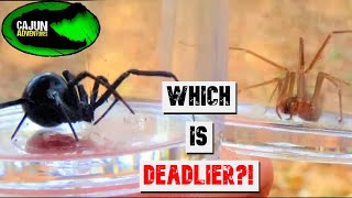 Black Widow VS Brown Recluse [upl. by Anelhtac599]