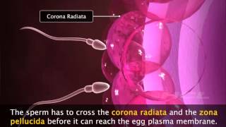 Grade12 Fertilisation amp Implantation1 [upl. by Nostaw]