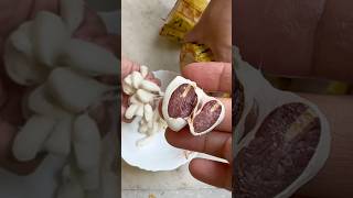 🍫Cacao seed pod chocolate seeds nature love trending [upl. by Margy717]