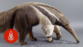 The Giant Anteater Carries On 25 Million Years and Counting [upl. by Hadik719]