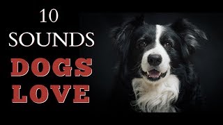 10 Sounds Dogs Love To Hear The Most [upl. by Akselav]