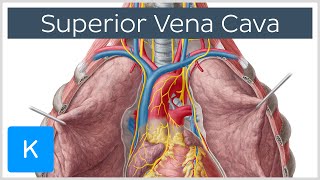 Superior Vena Cava Cardiovascular System  Human Anatomy  Kenhub [upl. by Eissim]