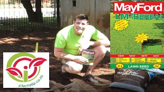 How to start a new LM lawn for semishade from seed Good lawn for shady areas from seed [upl. by Primrose]