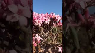 Desert Rose Socotra Island😍indio996 desert rose island [upl. by Idnym]