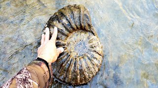 AMAZINGOnce in a Lifetime AMMONITES amp MATRIX FOUND [upl. by Morrell]