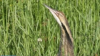 American Bittern Displaying in Maine [upl. by Eimaral]