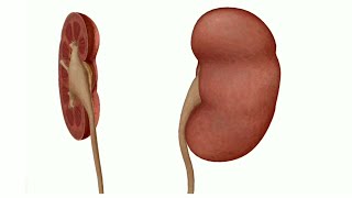 anatomie des reins partie 1 [upl. by Cutcliffe]