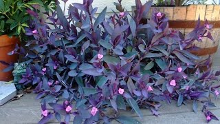 Tradescantia Pallida or Purple Heart Plant growing amp care [upl. by Neelyam]