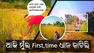 ଆଜି ମୁୁଁଈ ପହେଲା କରି ଧାନ କାଟିବି  Aaji First Time Dhana katili Ms Vlogger [upl. by Annovahs]