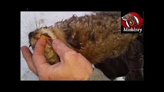 My Most INTENSE Mink and Dog Hunting Muskrats Video Yet [upl. by Ymarej]