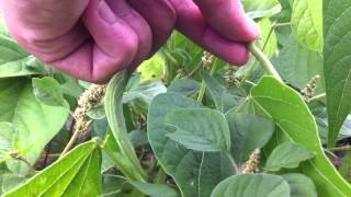 Récolter des haricots verts  conseils potager [upl. by Beesley]