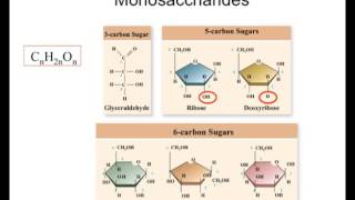 Carbohydrates from monomers to polymers [upl. by Leonardo]