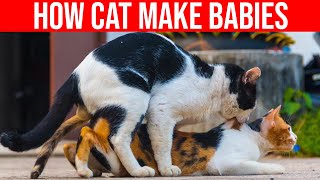 How Cat Make Babies Cat Mating All Cats [upl. by Groark453]