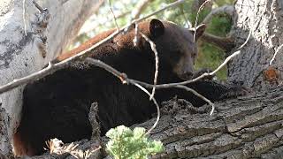 South Lake Tahoe  quotBear on the Treequot amp quotMerganzer swalloing a Salmonquot  November 2024 [upl. by Giorgi]