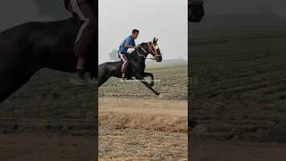 BAREBACK RIDING horseracing horseriding marwarihorse trendingshortsfeed [upl. by Hanoj]