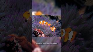 Whos your Anemone Clownfish and Anemones symbiotic relationship [upl. by Ecilayram630]