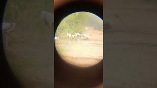 Zindagi ke awsaane at wildlife See these rare sighted birds from bharatpur bird sanctury wildlife [upl. by Capps964]