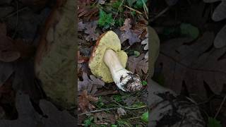 🍄🍂 3 SETAS DE OTOÑO que debes conocer 🍁 Boletus edulis Amanita muscaria y Amanita Caesarea [upl. by Enyehc]