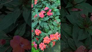 Hybrid balsam double colour shots balsamvarieties bluebellvlog [upl. by Irama]