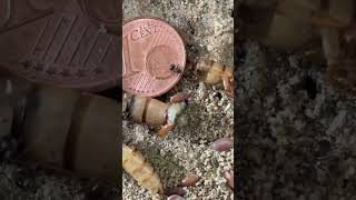 ameisen ameisenfarm ameisenhaltung ameisenkolonie ameisenhaufen ants antsoftiktok antlover [upl. by Nirrep]