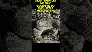 Double Rattlesnake Encounter snake arizona indianaherping [upl. by Larkin223]