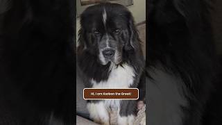 Meet Karbon The Great newfoundland doglovers dogshorts doglife dogbestie funnydogs shorts [upl. by Rubina]