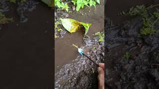 HOW TO CATCHING SNAKEHEAD FISHmassive snakehead  SNAKEHEAD FISH shorts fish channa viralvideo [upl. by Aiset]