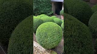 Work from a variety of gardens creative design garden topiary structure plants [upl. by Ardisi881]