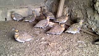 Pintailed Sandgrouse [upl. by Nwahsor]