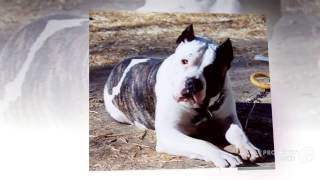 American Bandogge Mastiff Dog breed [upl. by Timothy403]