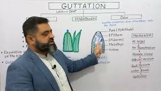 Guttation UrduHindi Medium profmasoodfuzail Dew and Guttation  Hydathodes [upl. by Aldwin332]