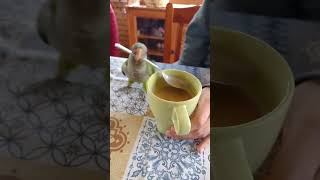 Funniest Parrot Moments That Will Make You Laugh Out Loud birds [upl. by Assetnoc324]