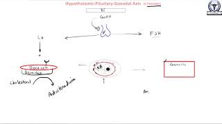 Hypothalamic Pituitary Gonadal Axis in Females [upl. by Hnao]