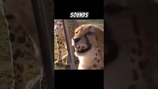 Cheetahs Don’t Roar  They Can Make A Variety Of Different Sounds 😨 [upl. by Lah258]