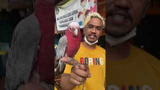 Update harga galah cockatostok terbatas paman jinak talking [upl. by Notyarb]