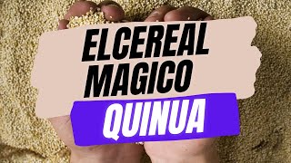 EL CEREAL MAS COMPLETO ¡Descubre los increíbles beneficios de la quinua [upl. by Eahc]