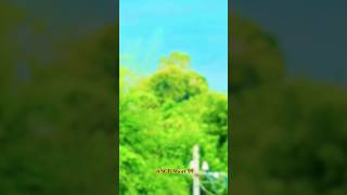 naturevideo songnaturestatus shortsvideo natureshorts status shortvideo subscribe ytshortsv [upl. by Anigue]