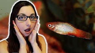 Why Your Fish Has Clamped Fins And How To Treat It 🐠 Fish Diseases [upl. by Severn498]