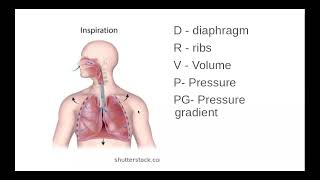 311 Exchange Surfaces d he mechanism of ventilation in mammals [upl. by Joachim]