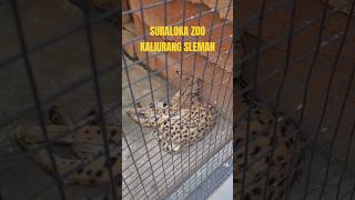 SURALOKA INTERACTIVE ZOO KEBUN BINATANG KALIURANG SLEMAN YOGYAKARTA halowisata5758 [upl. by Ahtelat]