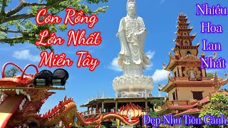 Ngôi Chùa Trồng Nhiều Hoa Lan nhất VN Con Rồng Lớn Nhất Miền Tây Nhiều Cây Hoa đẹp Như Tiên Cảnh [upl. by Noak]