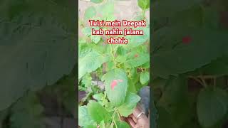 Tulsi mein Deepak kab nahin chalana chahie dekho video mein [upl. by Galvin]